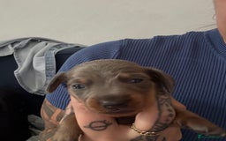 Miniature Dachshund dogs for sale: Miniature smooth haired dachshund  - Image 9