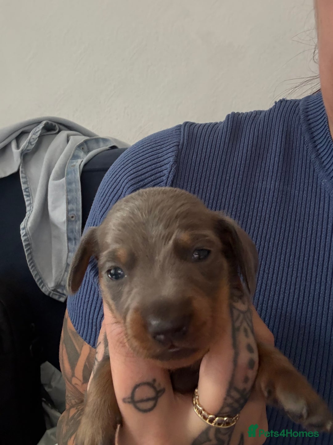 Miniature Dachshund dogs for sale: Miniature smooth haired dachshund  - Image 9