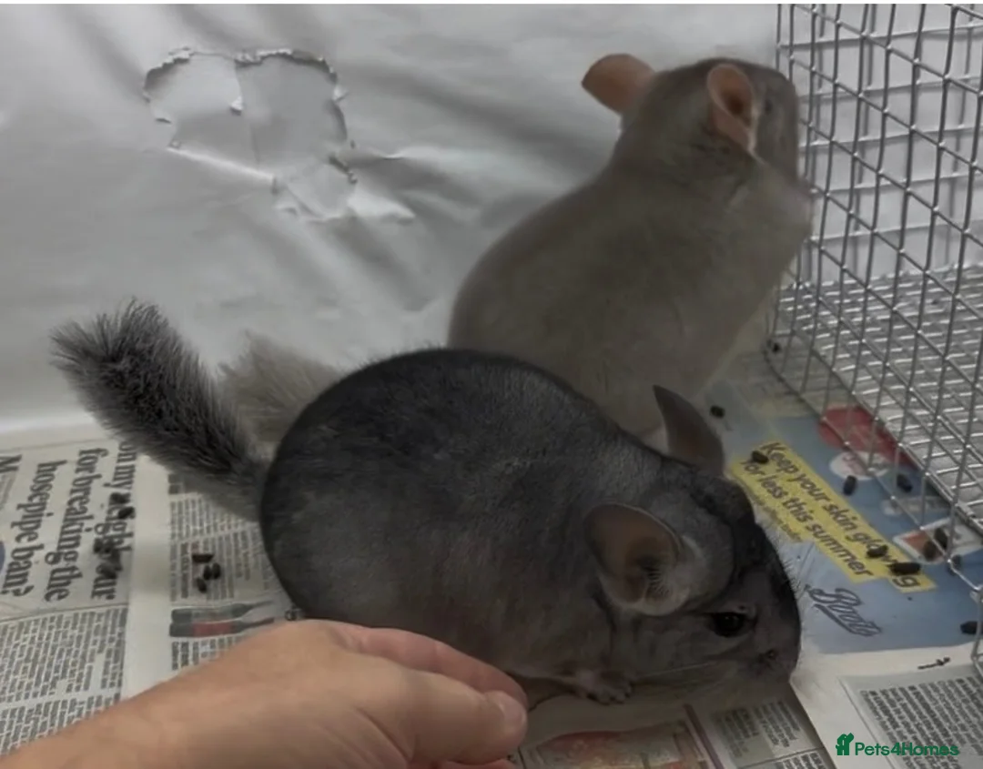 Chinchilla rodents for sale: Pair of beautiful boys, Beige & Std - Advert 2