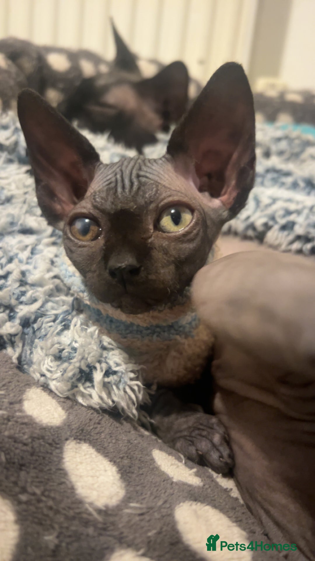 Sphynx cats for sale: Pure Canadian sphynx - Advert 3