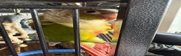 Conures birds for sale: Pineapple Conure  in Manchester - Advert 1