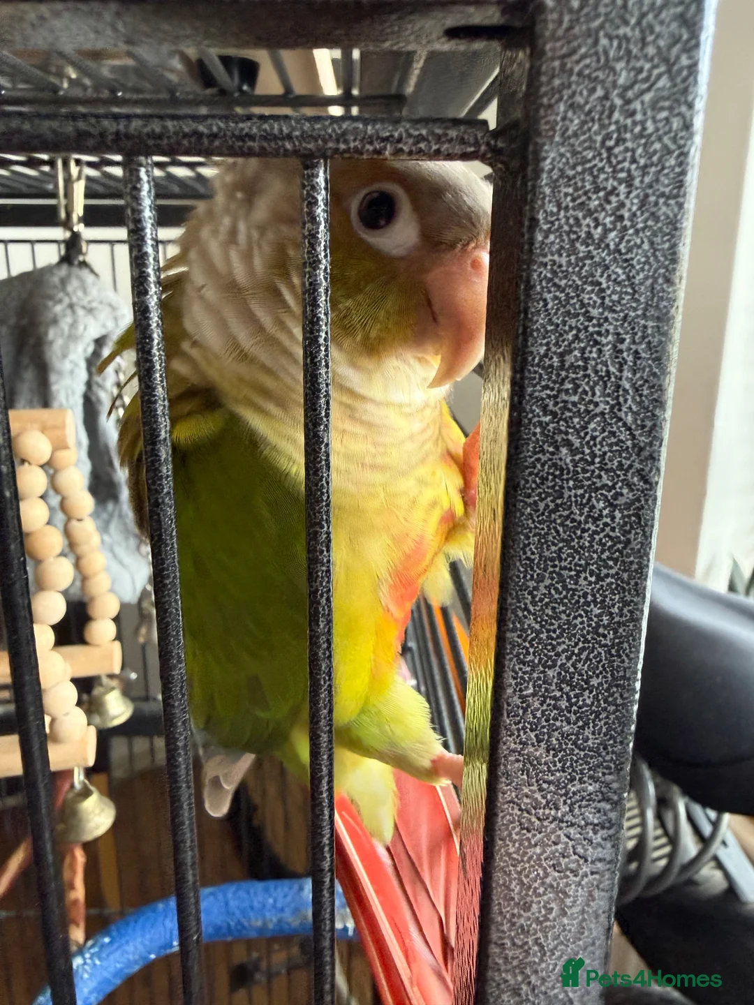 Conures birds for sale: Pineapple Conure  in Manchester - Advert 1