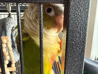 Conures birds Pineapple Conure - Advert 1