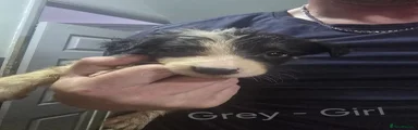 GREY - Tri Colour GIRL
