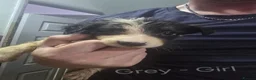 Border Collie dogs for sale: Border Collie Pups - Advert 22