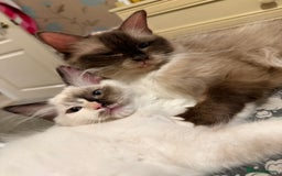Ragdoll cats for sale: Beautiful Ragdoll kittens  ** LAST ONE ** - Image 2