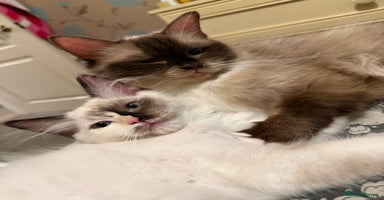 Ragdoll cats - Advert 6