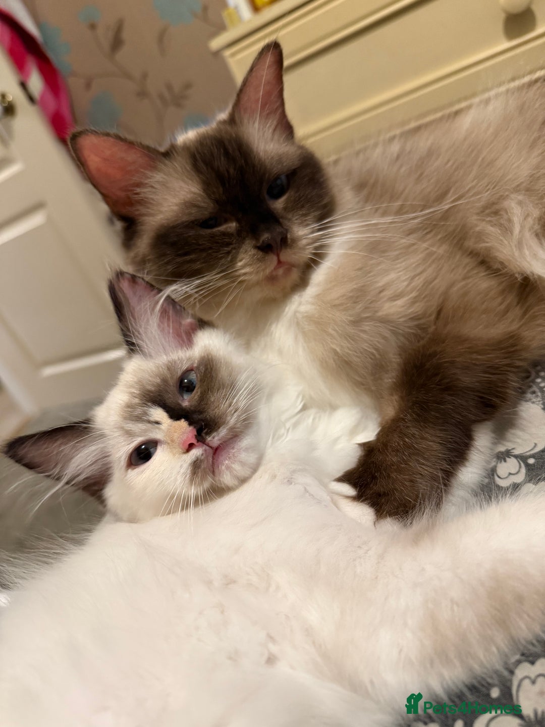 Ragdoll cats for sale: Beautiful Ragdoll kittens  ** LAST ONE ** - Image 2