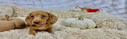 Dachshund dogs for sale: HIGH QUALITY MINIATURE DACHSHUND PUPPIES - Advert 9