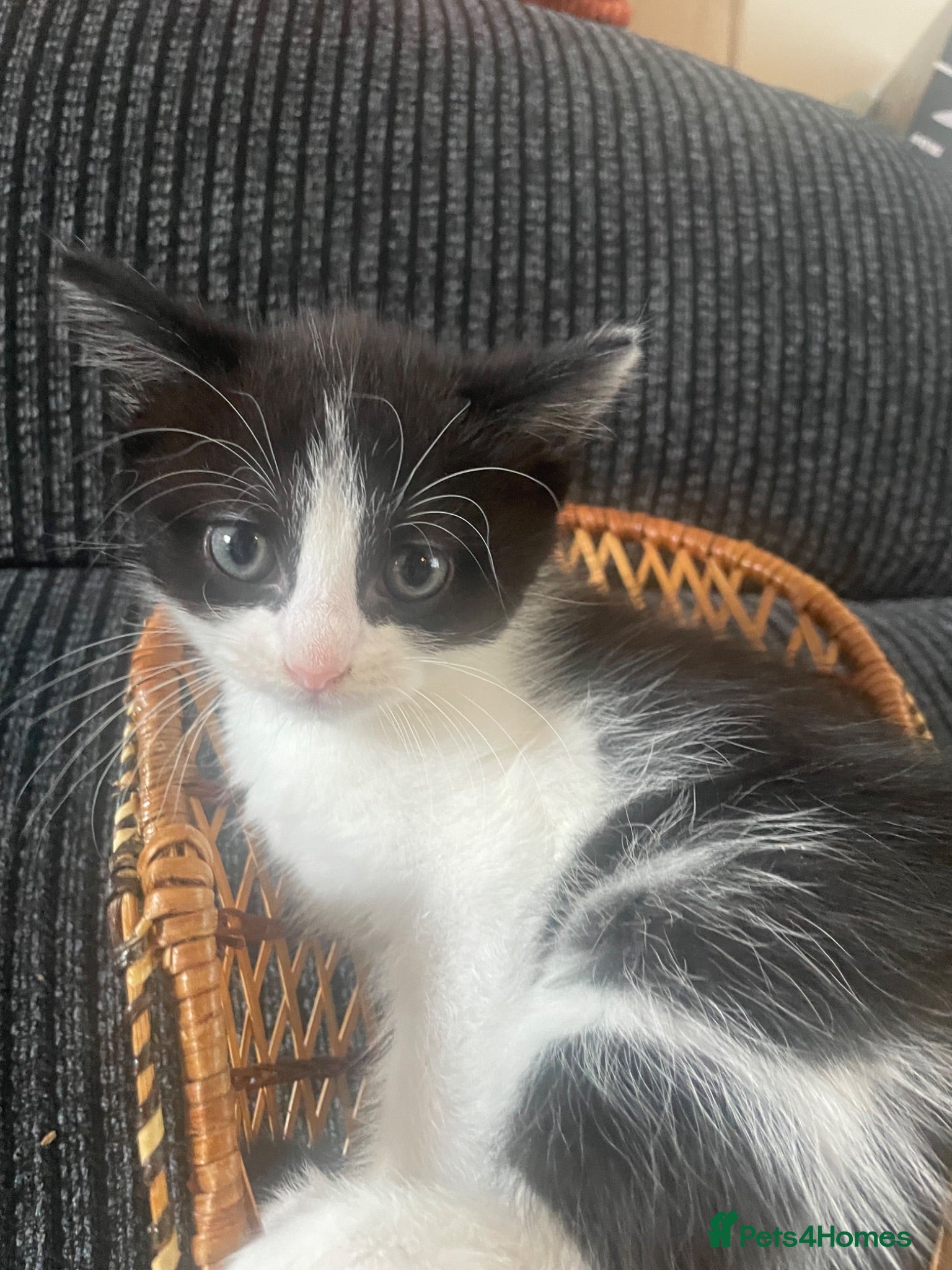 Mixed Breed cats One male one female available first week in July  - Advert 4