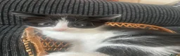 Mixed Breed cats for sale: One male one female available first week in July  - Advert 1