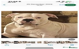 American Bulldog dogs for stud: Male stud  - Image 4