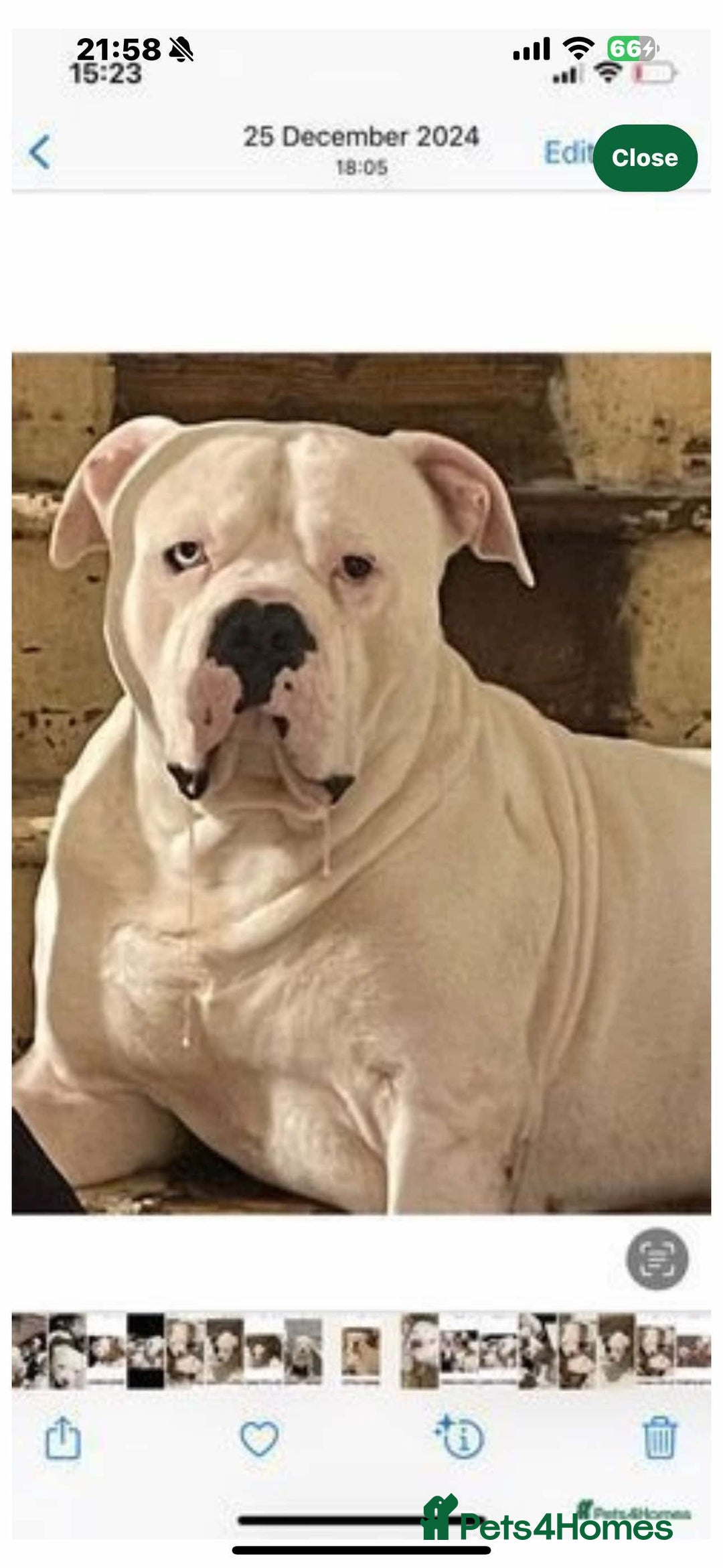 American Bulldog dogs for stud: Male stud  - Image 4