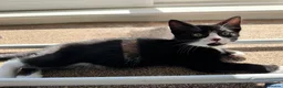 Mixed Breed cats for sale: Adorable black and white kittens for sale  - Advert 5