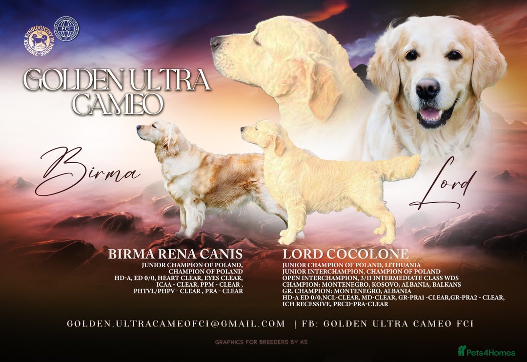 Golden Retriever dogs for sale: Golden Retriever descendants of Champions - Image 1