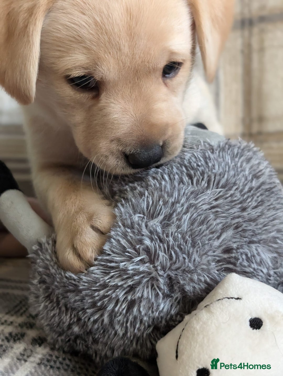 Labrador Retriever dogs for sale: Stunning labrador puppies from good working lines - Advert 10