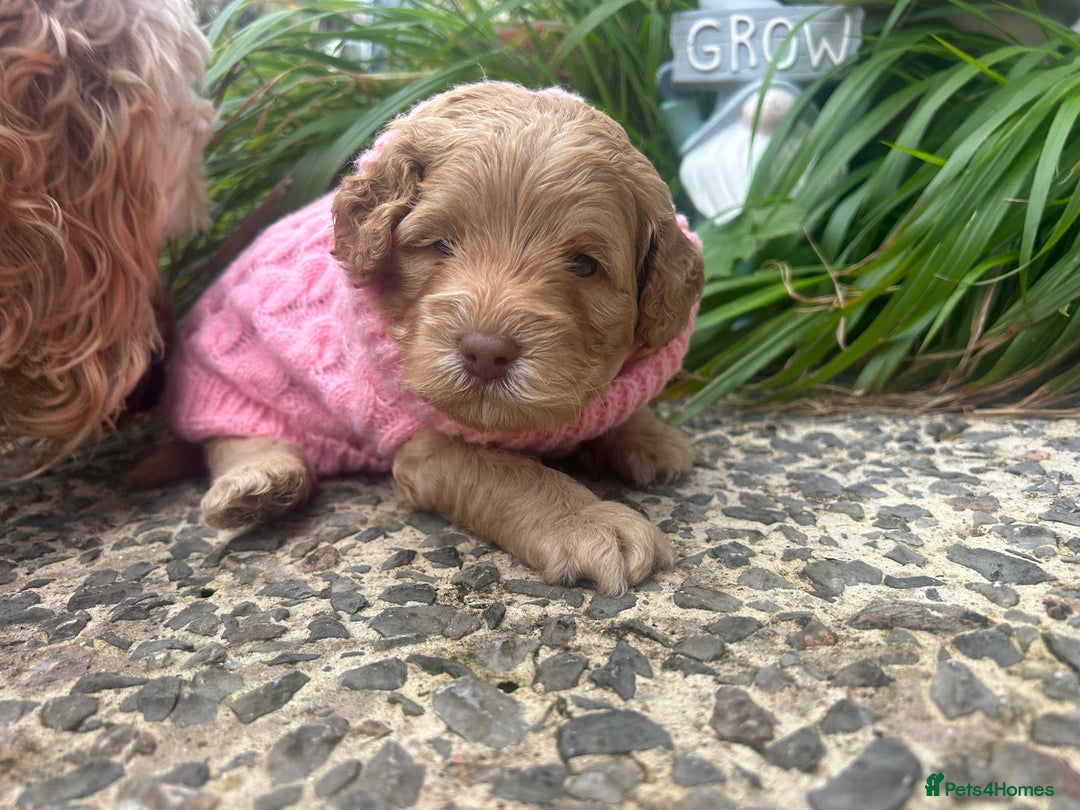 Cockapoo dogs for sale: 5 Stunning Cockapoo girls 💖 - Advert 7