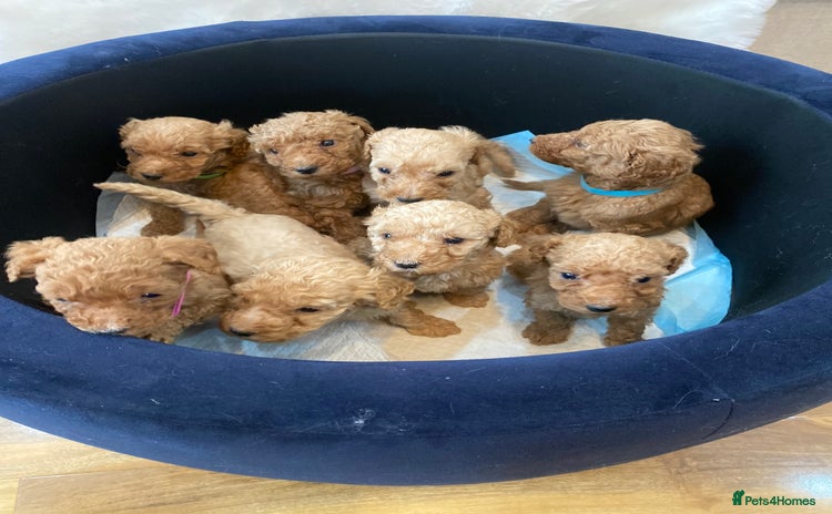 Goldendoodle dogs - Advert 2