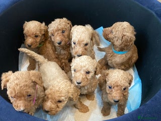 Goldendoodle dogs F1Australian Goldendoodel puppies - Advert 17
