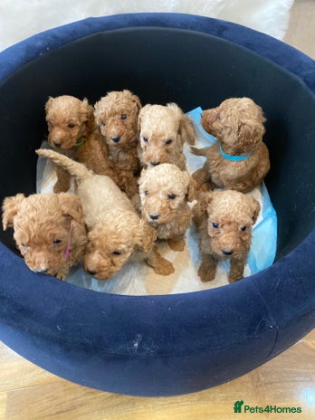 Goldendoodle dogs - Advert 2