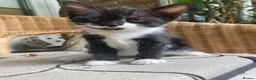 Mixed Breed cats for sale: adorable Kittens - Advert 5