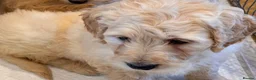 Goldendoodle dogs for sale: Cute Goldendoodle Ready for Their Forever Homes in Leicester - Advert 6