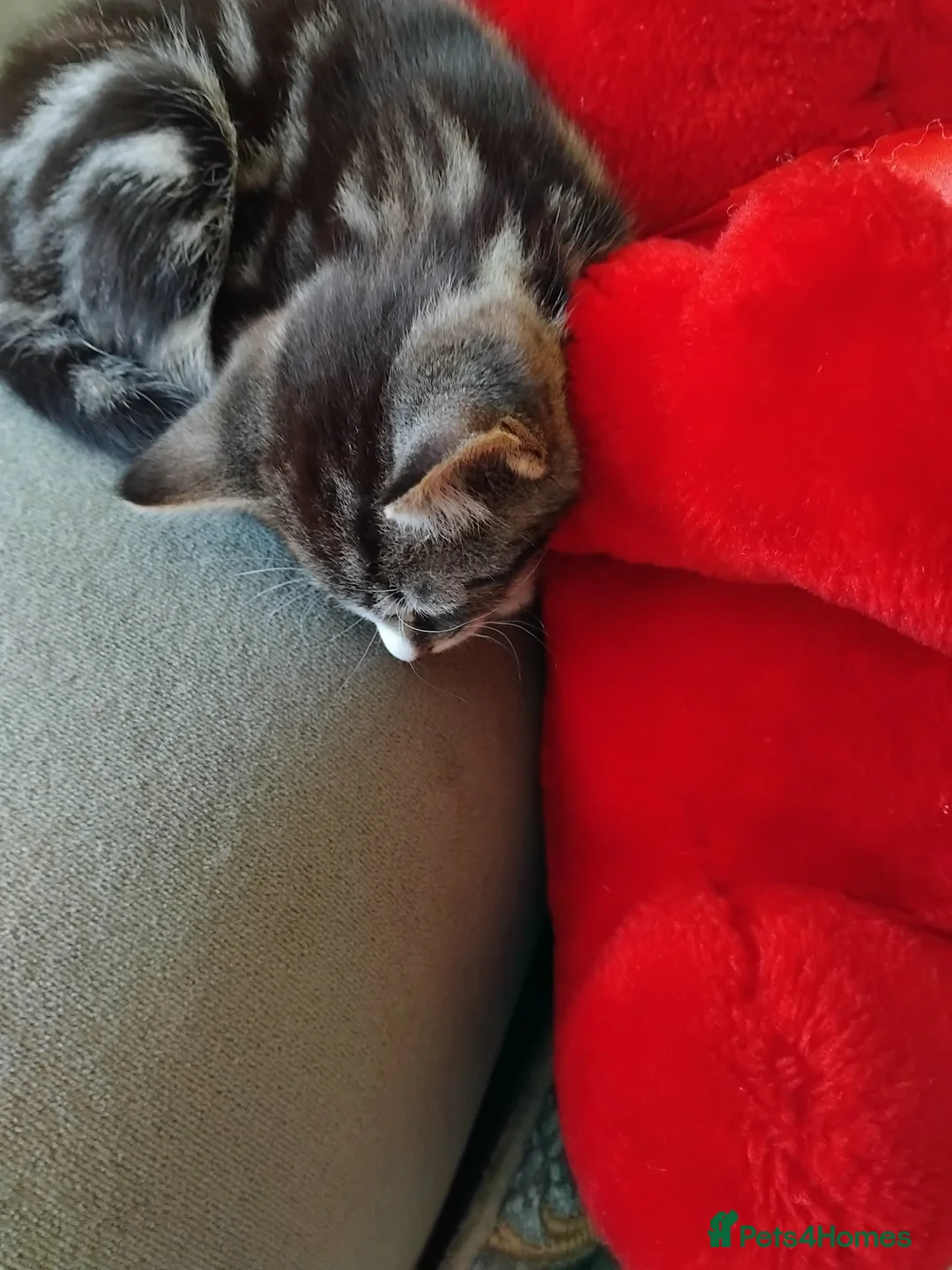 Mixed Breed cats for sale: Three little girls - Advert 5