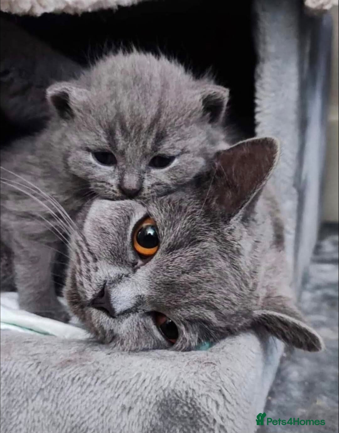 Russian Blue cats for sale: Cat looking for new home - Advert 6