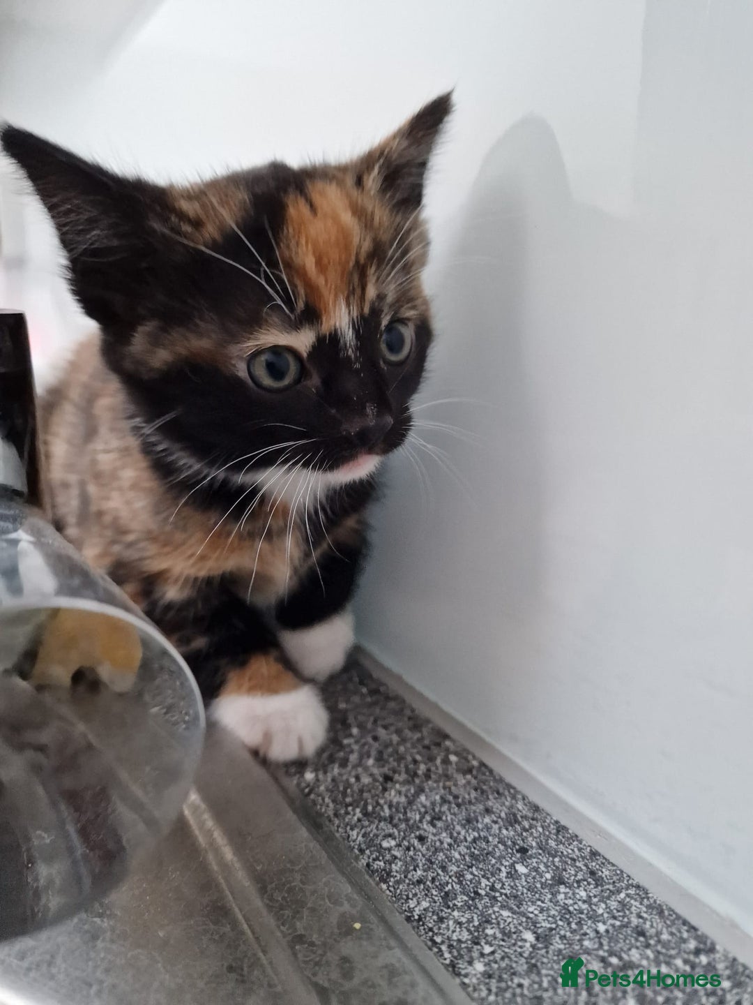 Mixed Breed cats for sale: Very special tortie and white girl - Advert 15