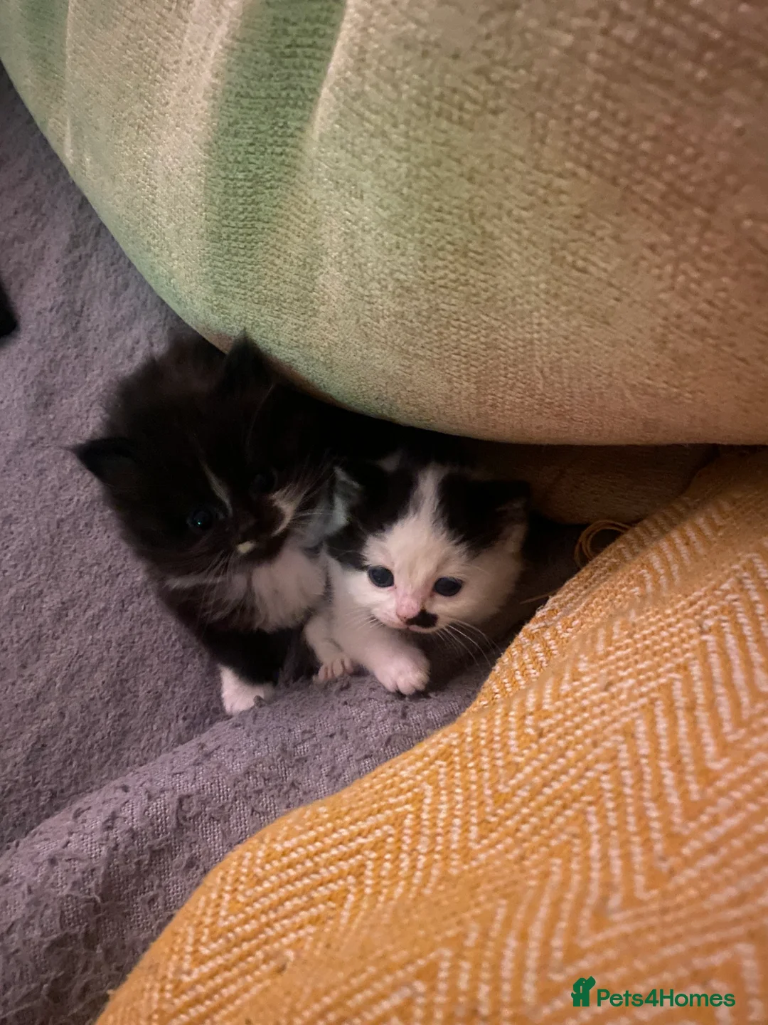 Mixed Breed cats for sale: 3 adorable kittens  - Advert 3