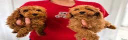 Cockapoo dogs for sale: Cockapoo puppies ready to leave  in Sunderland - Advert 1