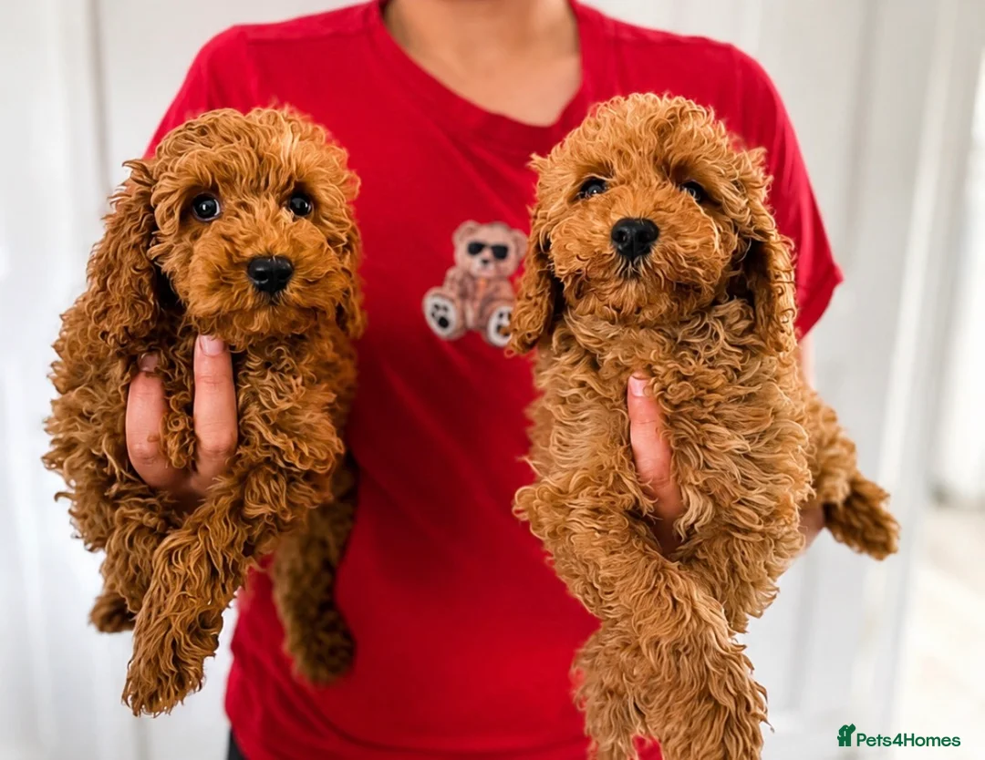 Cockapoo dogs for sale: Cockapoo puppies ready to leave  in Sunderland - Advert 1