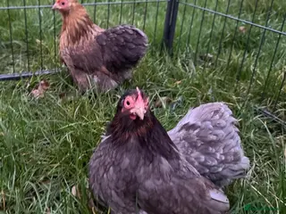 Chickens poultry Pekins - Advert 1