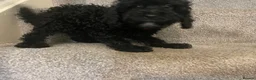 Cockapoo dogs for sale: *500*LAST  2 looking for their forever home  - Advert 3