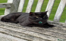 Domestic Shorthair cats for sale: Two male cats  - Image 2