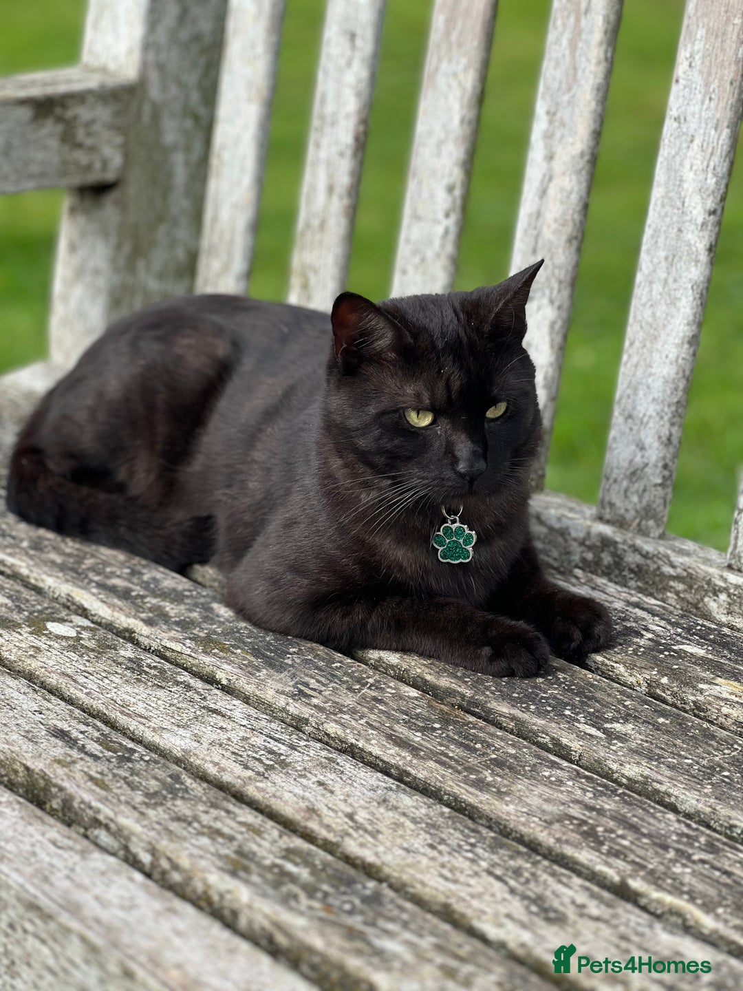 Domestic Shorthair cats for sale: Two male cats  - Image 2