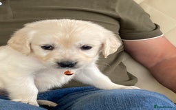Golden Retriever dogs for sale: Fabulous golden retriever puppies  - Image 17