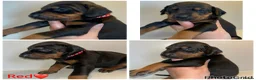 Dobermann dogs for sale: 5 beautiful puppies for sale  - Advert 13