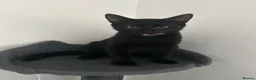 Domestic Shorthair cats for sale: Kitten  in Edenbridge - Advert 3