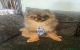 Pomeranian dogs for sale: Beautiful Pomeranian boy needs rehoming - Image 3