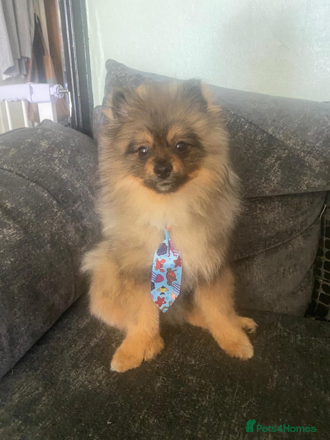 Pomeranian dogs for sale: Beautiful Pomeranian boy needs rehoming - Image 3