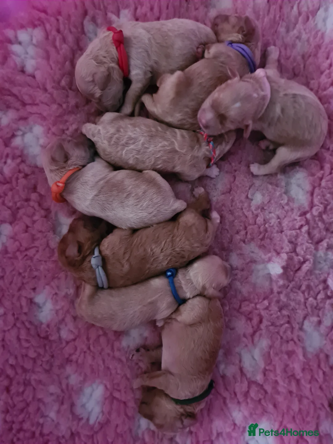 Toy Poodle dogs for stud: Toy poodle ,( stud only not for sale)  in Pontypool - Advert 10