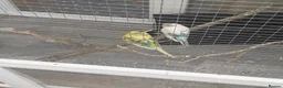 Budgerigars birds for sale: Adult show type blue budgies - Advert 12
