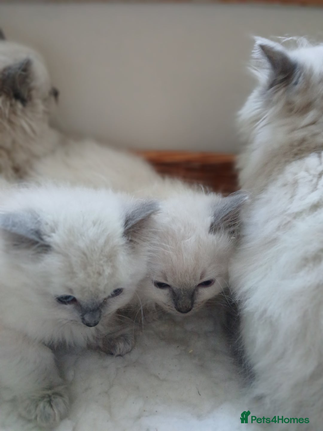 Ragdoll cats for sale: Blue point Ragdoll kittens  - Image 9