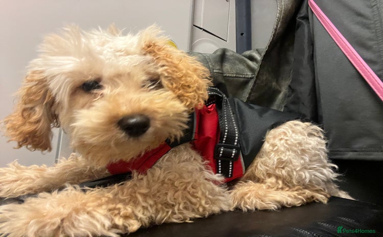 Toy Poodle dogs - Advert 13