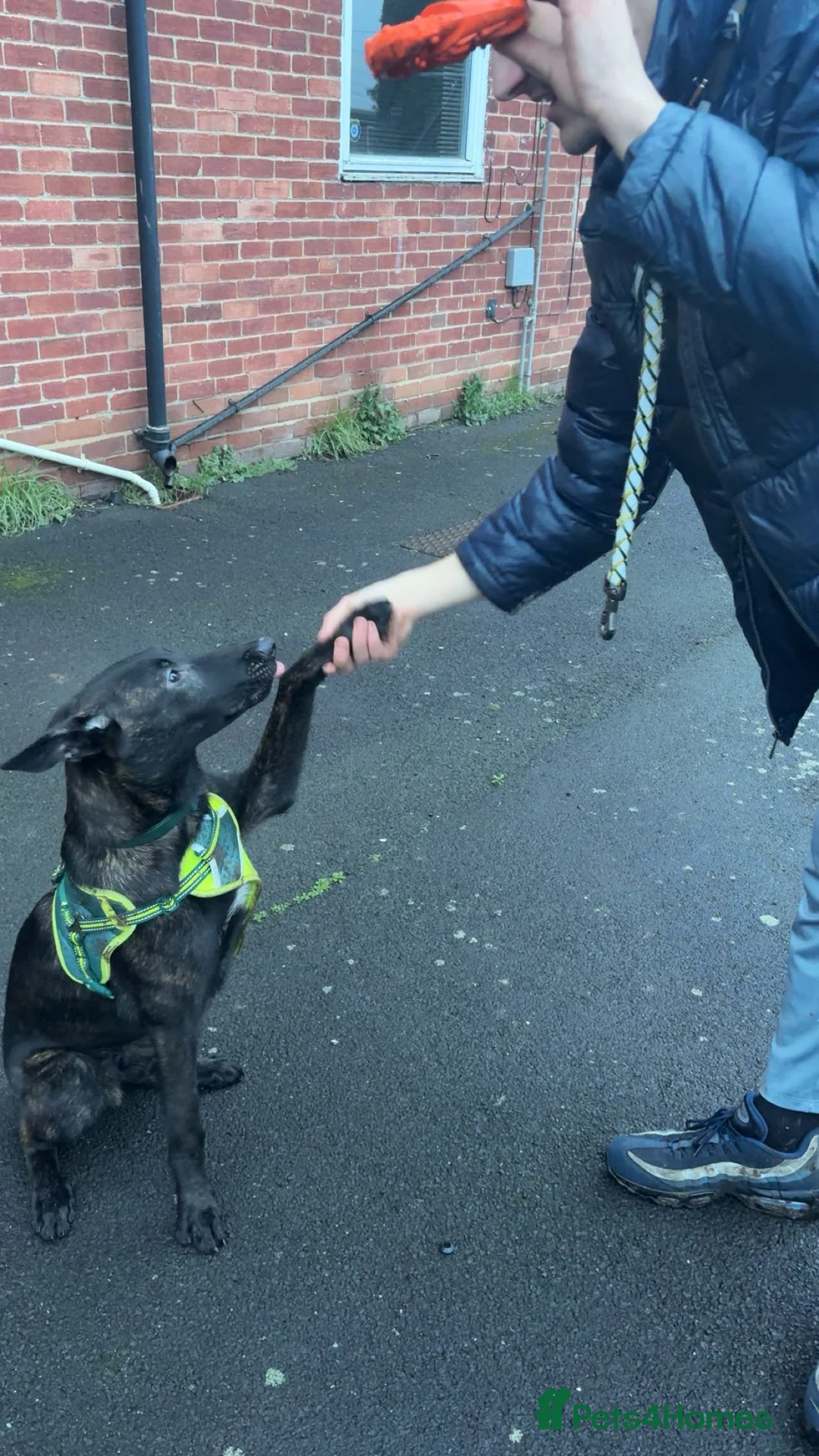 Mixed Breed dogs for sale: Dutch shepard - Advert 2