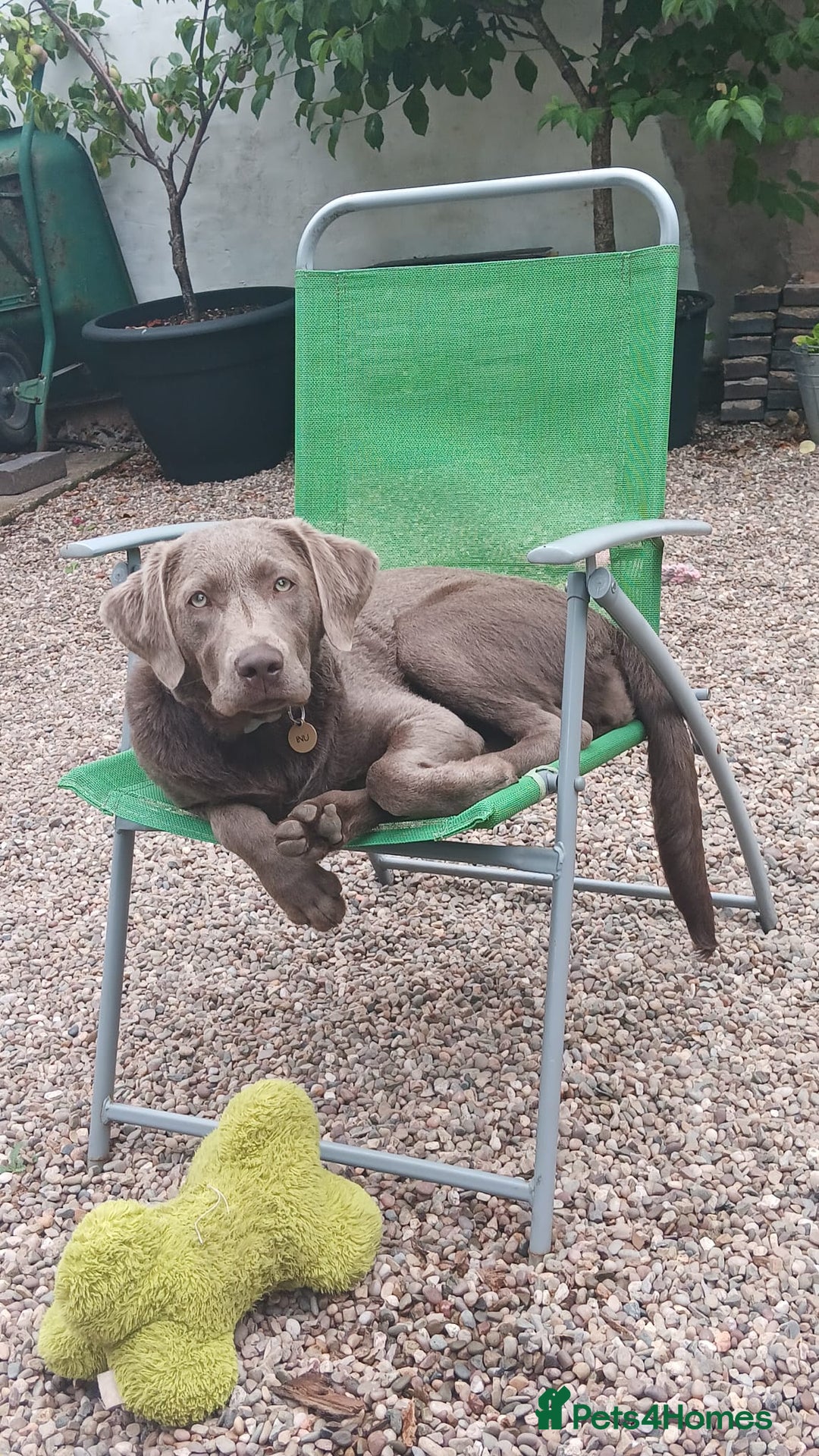 Labrador Retriever dogs for sale: Stunning silver / charcoal puppies - Image 7