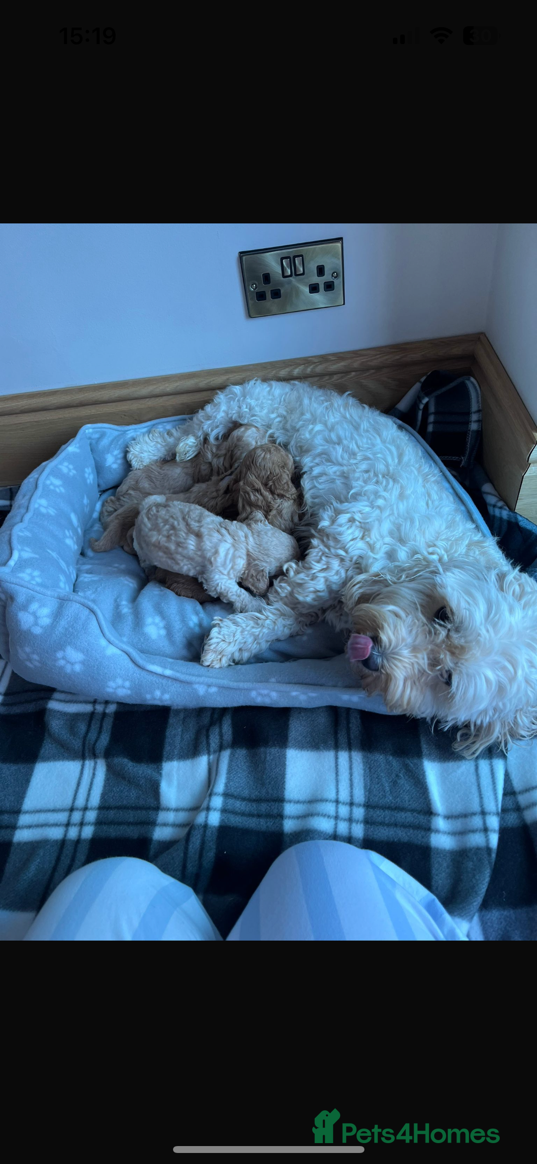 Cockapoo dogs for sale: Stunning litter of Cockerpoos - Image 5