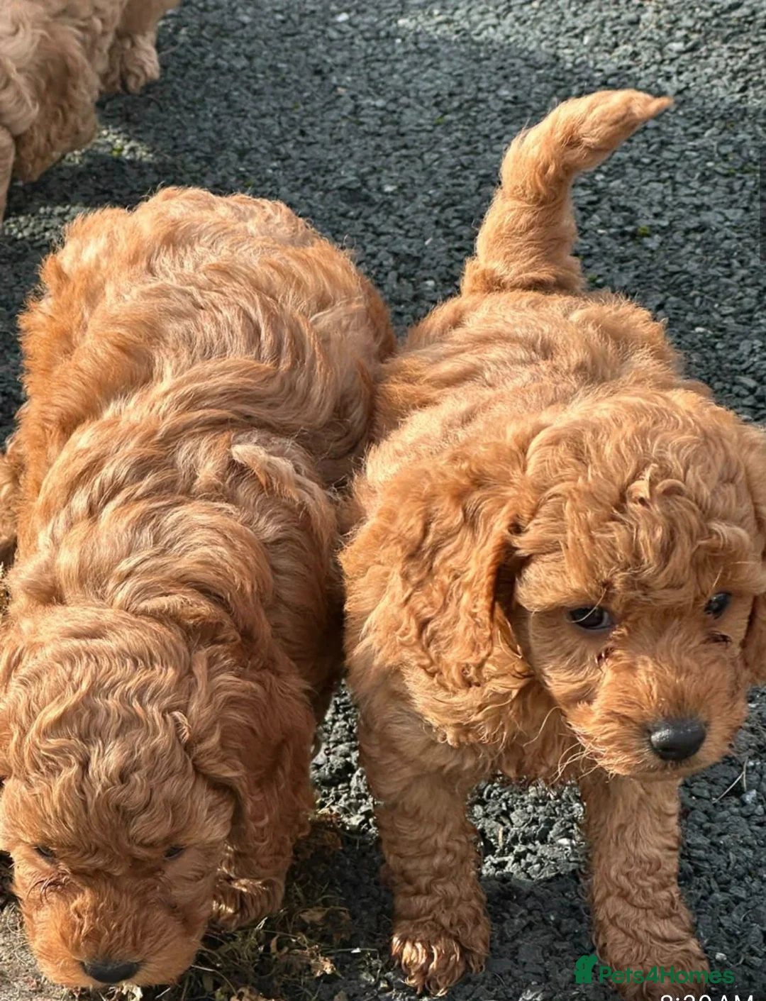 Cockapoo dogs for sale: Toy/Mini COCKAPOO F1b Puppies - Advert 1