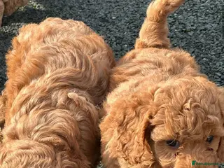Cockapoo dogs Toy/Mini COCKAPOO F1b Puppies - Advert 1